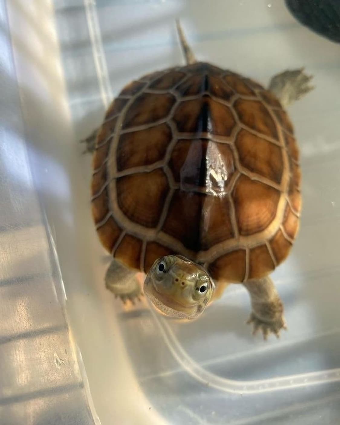 🐢애완거북 𝙋𝙚𝙩 𝙏𝙪𝙧𝙩𝙡𝙚  03 상품이미지7