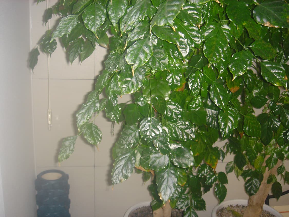 소니 사이버샷 dsc-t10 빈티지 디카 (사용감 x) 상품이미지9