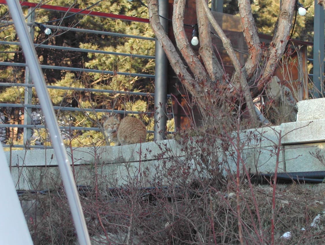 Nikon Coolpix 885 (Y2K 디카 감성) 상품이미지2