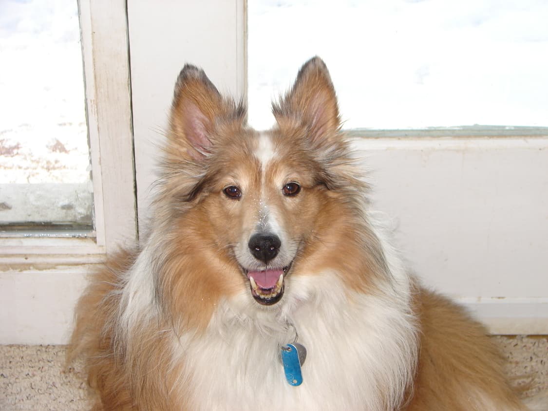 소니 H1 빈티지 디지털카메라 상품이미지9