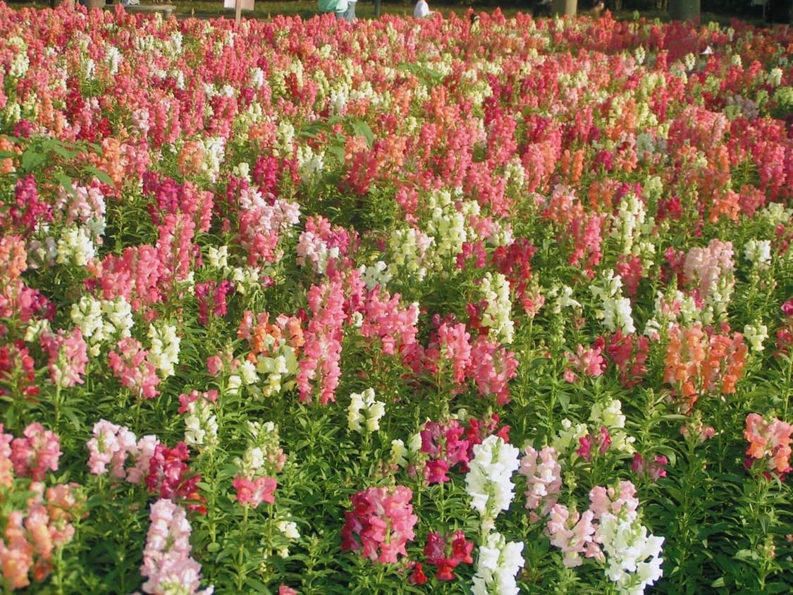 카시오 엑슬림 Z1 블루 | Casio Exilim ex 상품이미지3