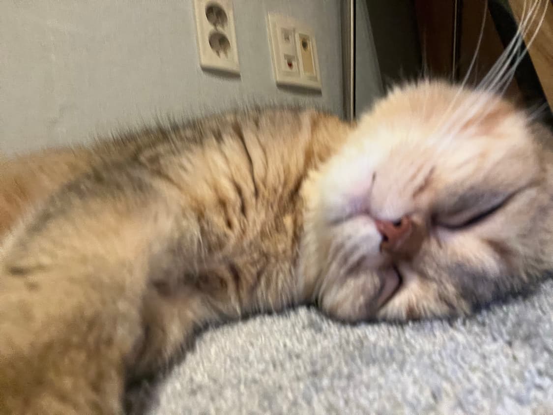 고양이 상품이미지9