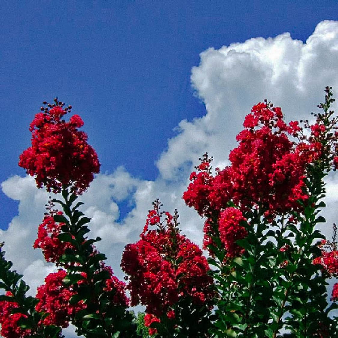 FUJIFILM FinePix JX370 (후지필름 파인픽스 JX370) 상품이미지9