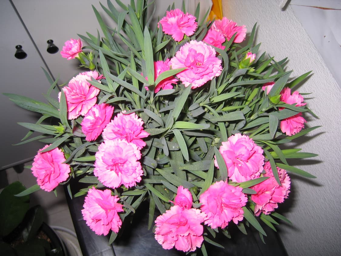 희귀!) 캐논 파워샷 S50/Canon powershot s50 상품이미지9