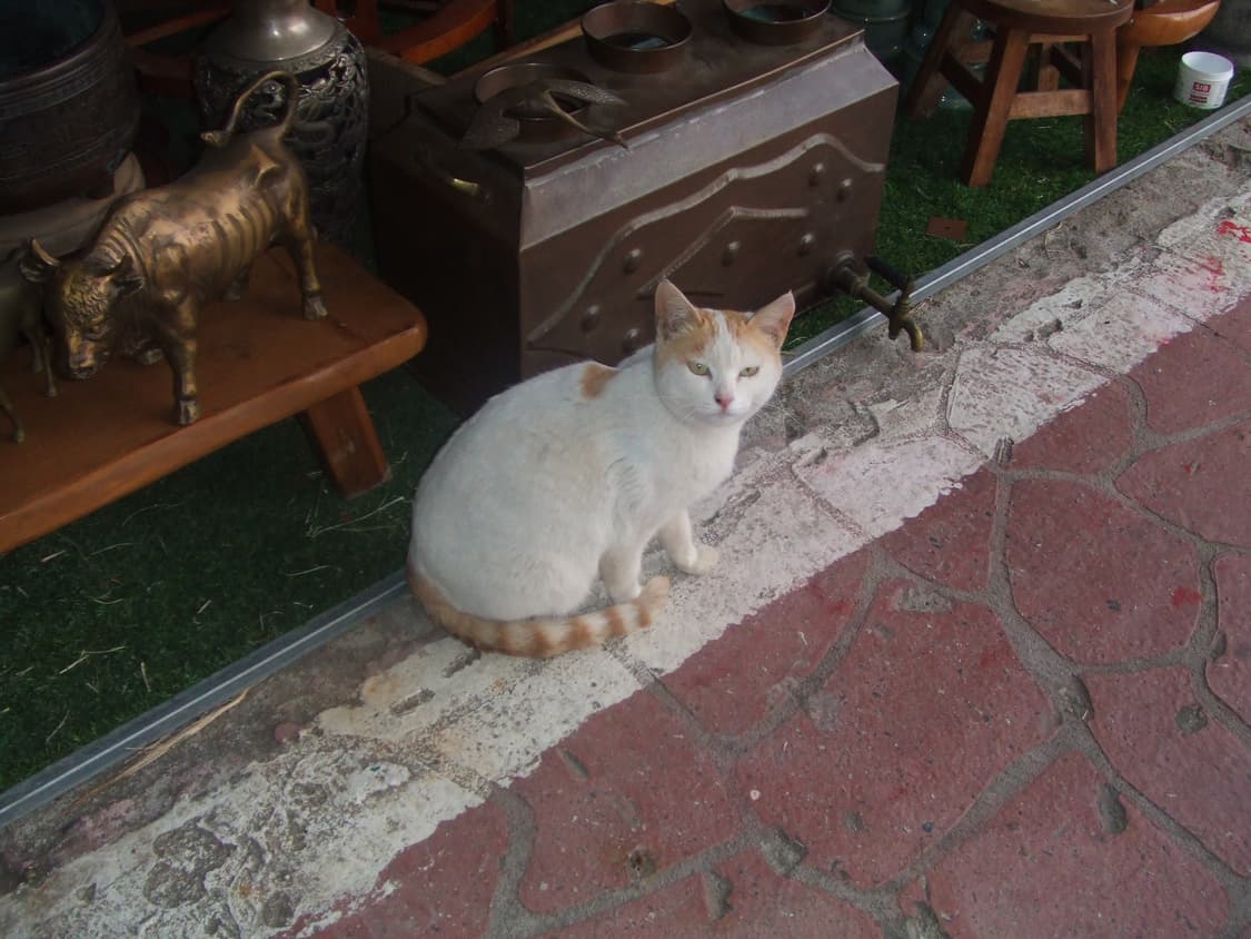 후지필름 파인픽스 z1 빈티지 디카 상품이미지7