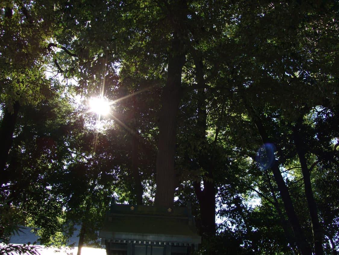 📸 후지 파인픽스 F40fd ✨ 감성색감 제대로 담기는 명기디카🌸 상품이미지5