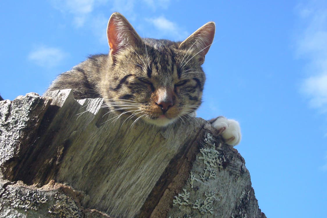 파나소닉 루믹스 DMC-FX01 빈티지 디지털카메라 상품이미지8