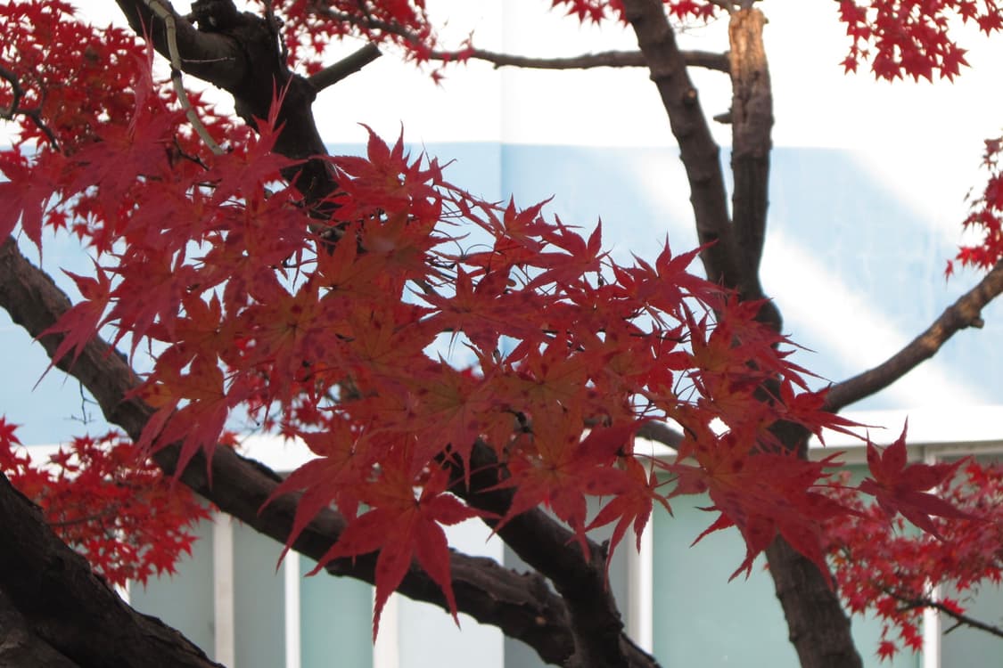 캐논 익서스 200 IS 실버 상품이미지6