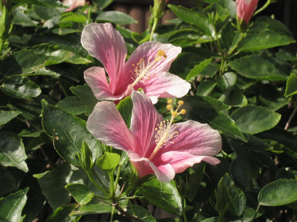 캐논 익시50 작례o 빈티지 디지털 카메라 디카 상품이미지10