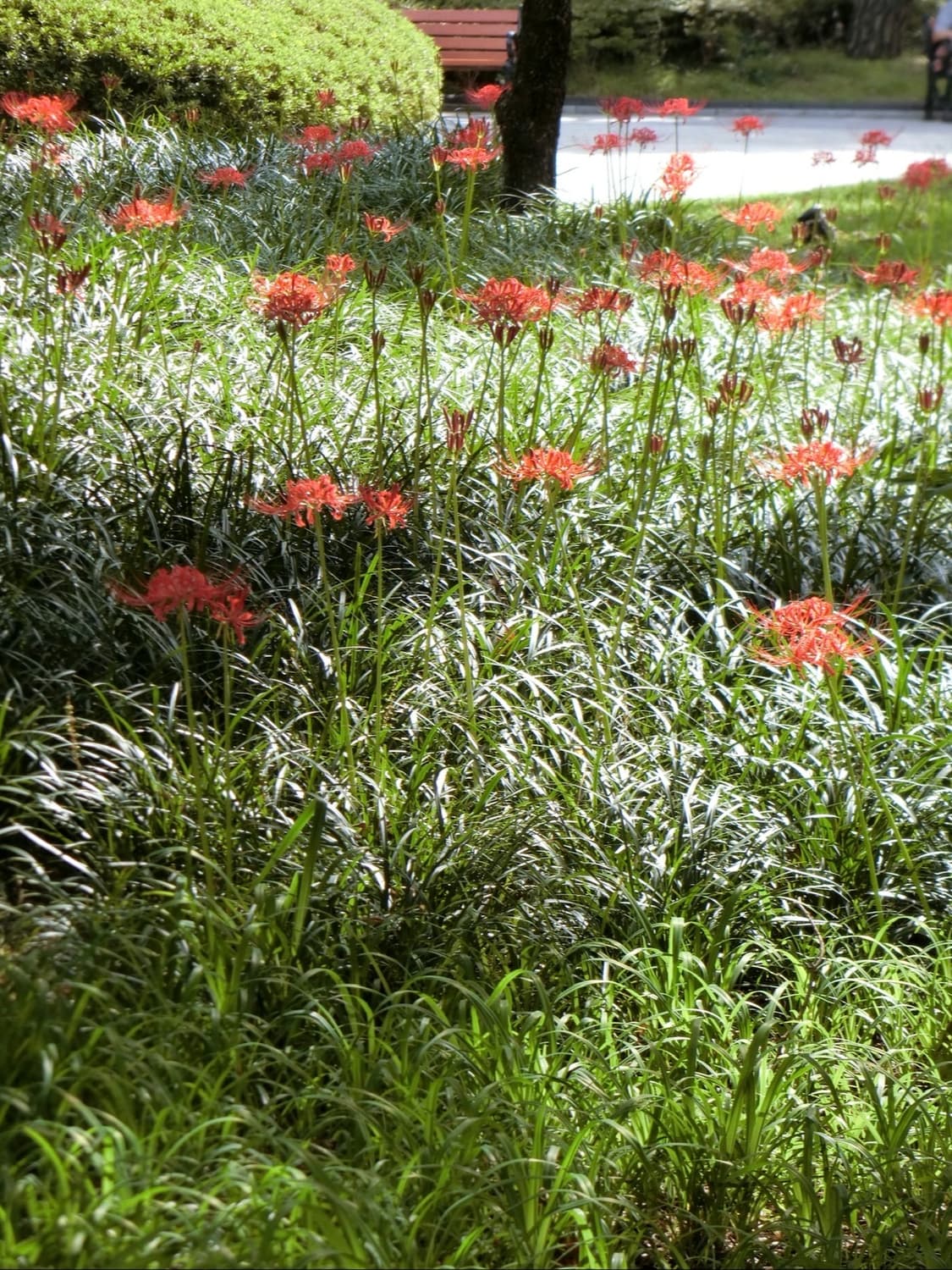 엑소 카이 디카 🖤 카시오 엑슬림 EX-Z1200 빈티지디카 디카 상품이미지4