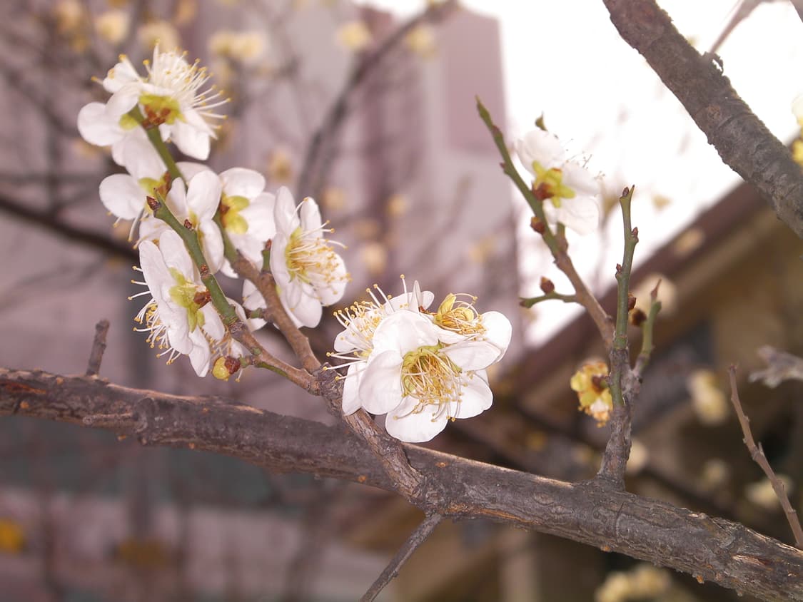 산요 작티 Sanyo Xacti CG9 핑크 캠코더 디카 상품이미지8