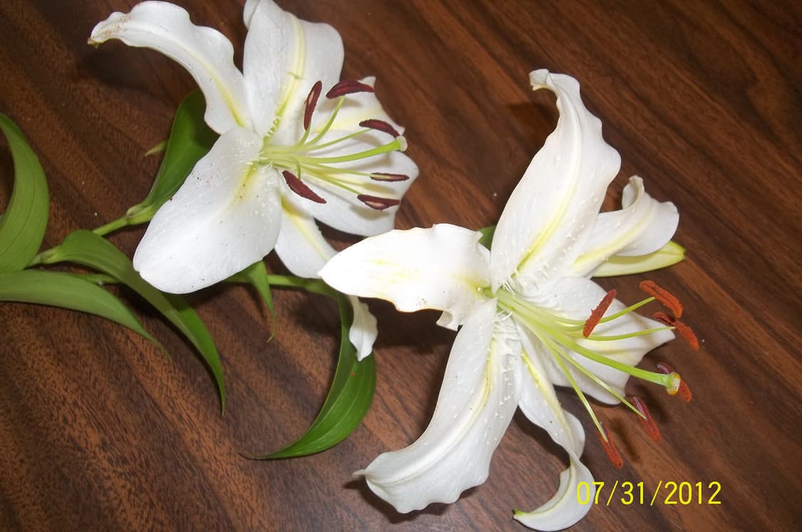 코닥 이지쉐어 Kodak EasyShare C1530 블랙 상품이미지5