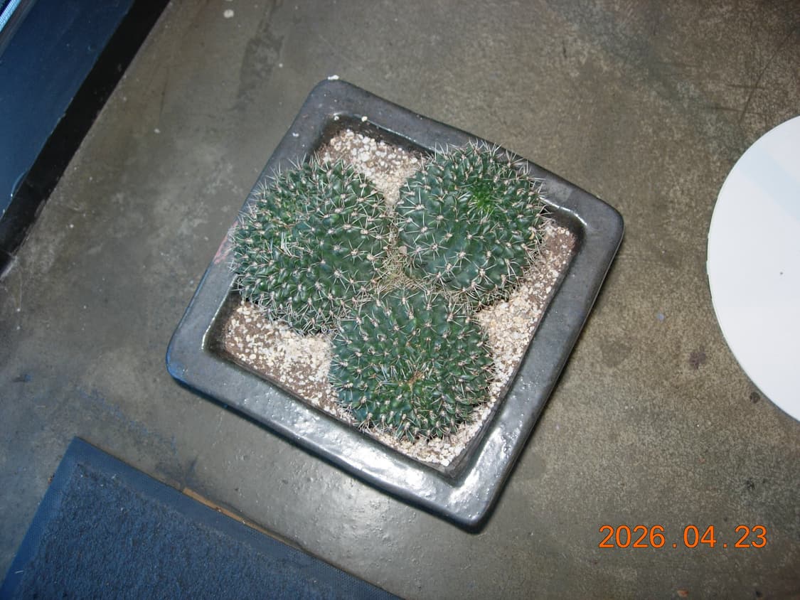 한글지원/날짜표시)니콘 쿨픽스 5200 실버 빈티지디카 상품이미지9