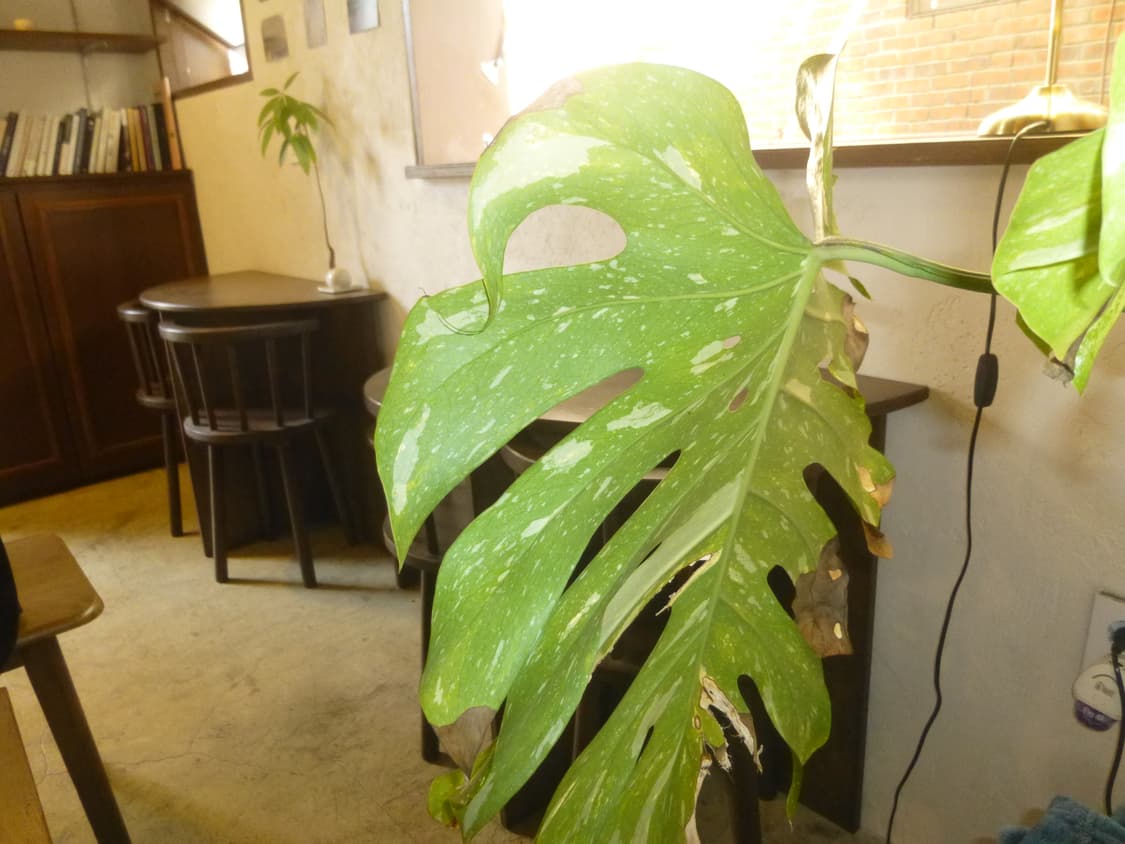 파니소닉 루믹스 DMC-SZ7 작례O 상품이미지8