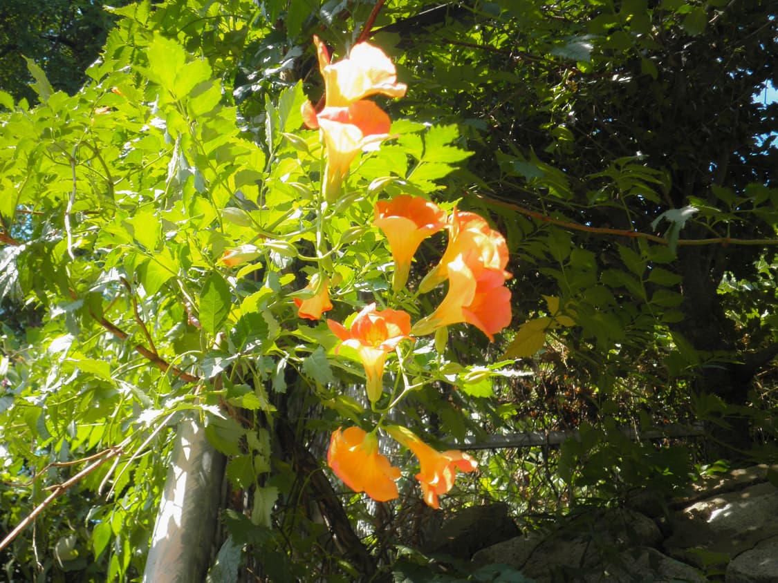 [작례O] 올림푸스 뮤 5010 핑크 카메라 상품이미지5