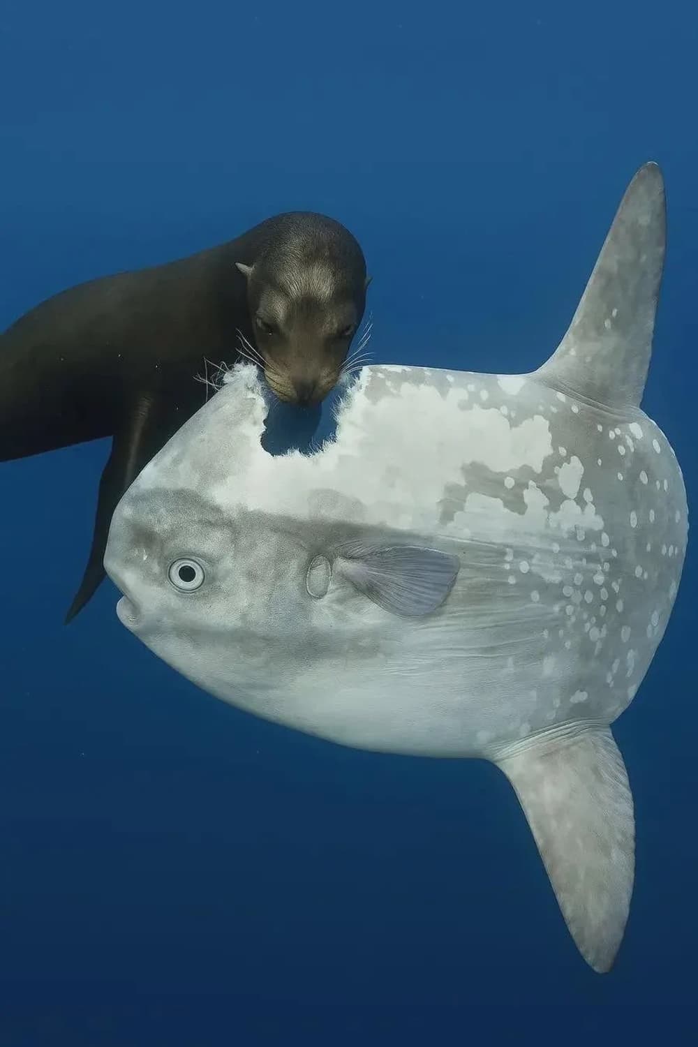 30%할인 12월 10일까지 상품이미지1