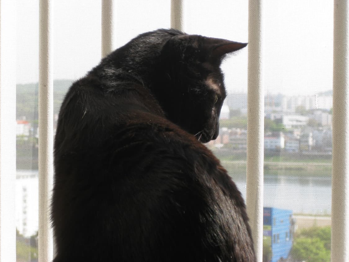 캐논 익시 20is 상품이미지9