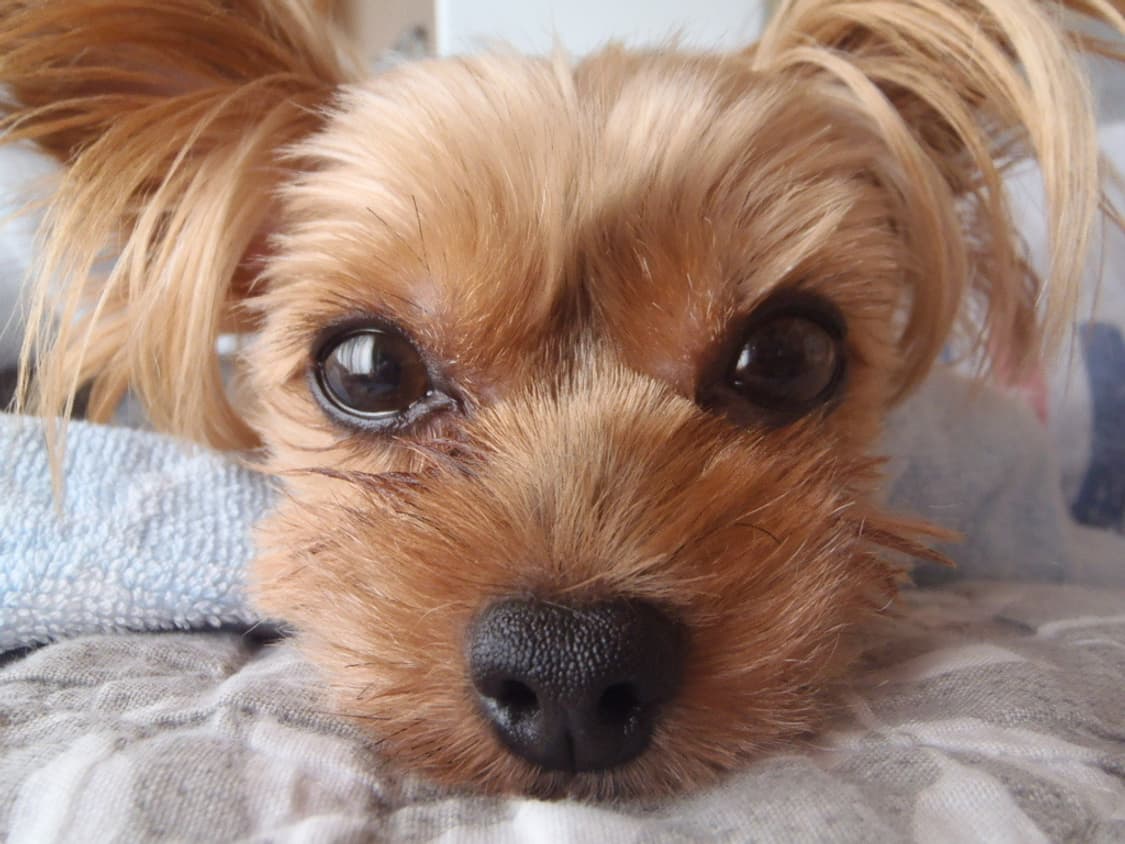 올림푸스 터프 Olympus Tough TG-310 화이트 상품이미지3