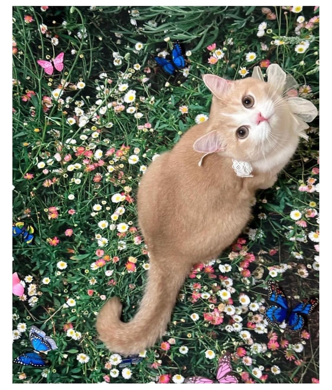 플러피아카이브 러그 대형 상품이미지2