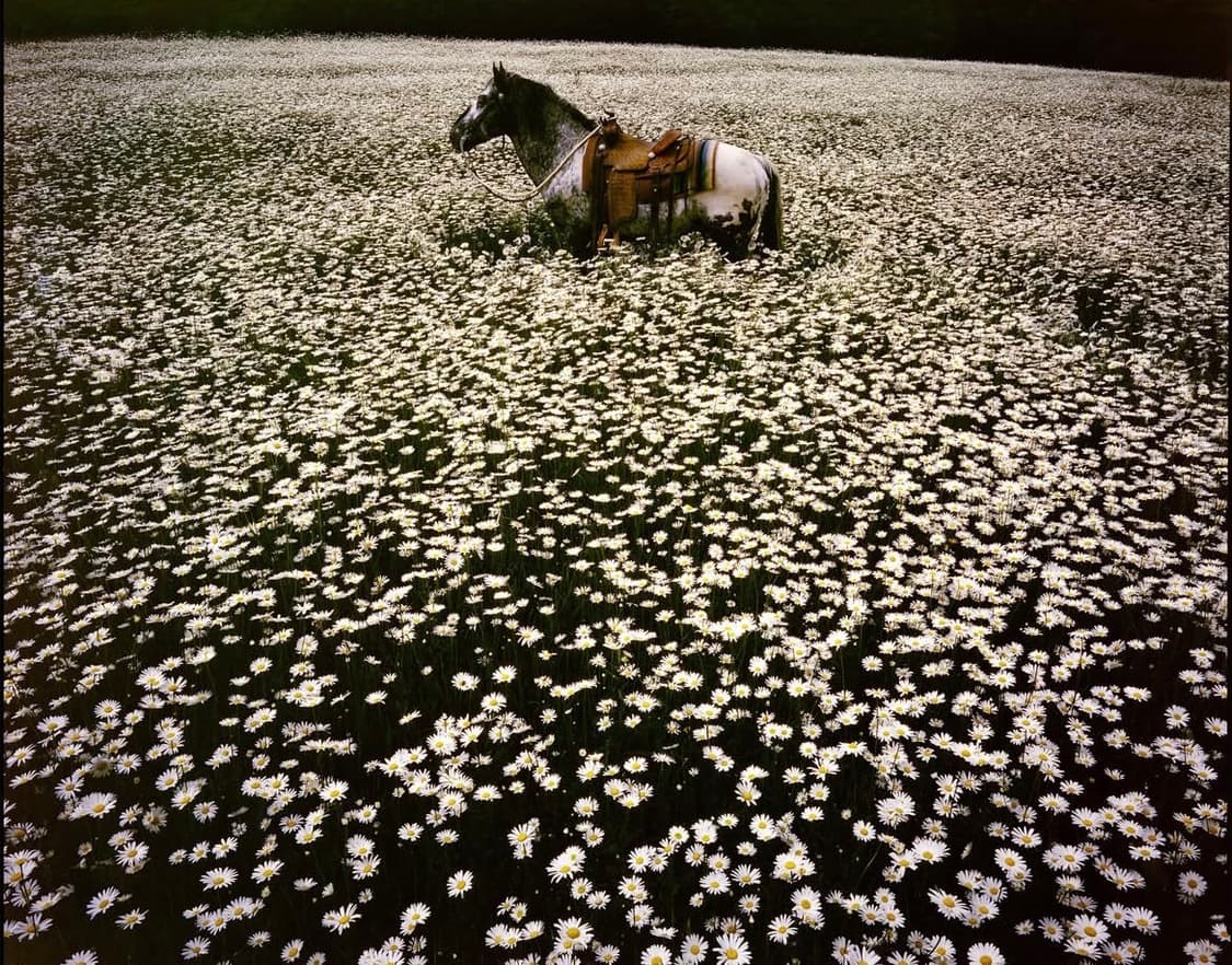 린다 매카트니 사진전 데이지 꽃밭 구합니다 상품이미지1