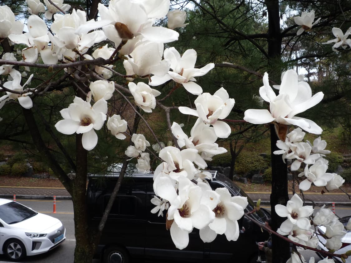 (작례ㅇ/필름색감)📸리코 RICOH CX2 블랙 상품이미지10