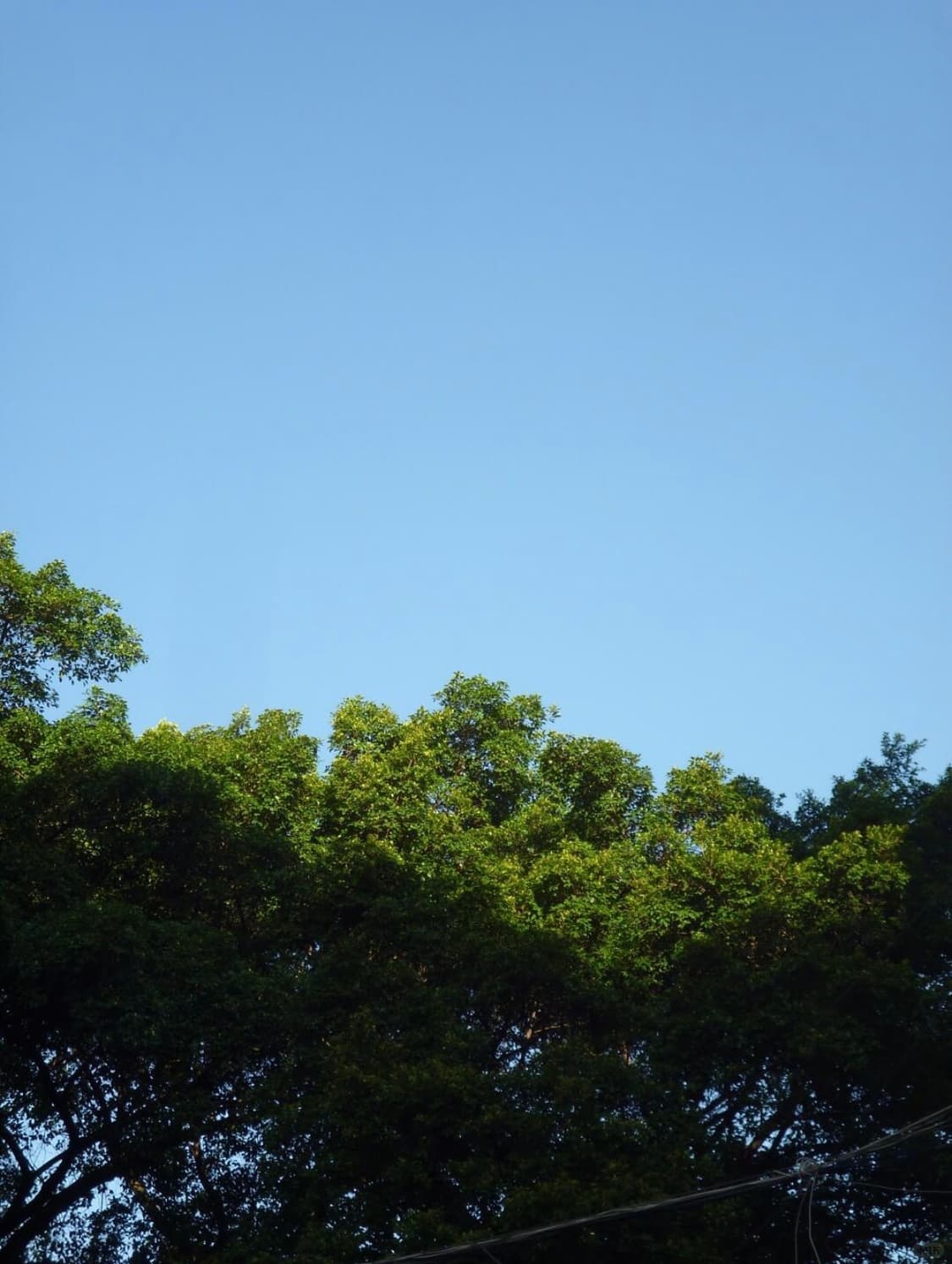 파너소닉 루믹스 Panasonic LUMIX DMC-S1 디지털카메라 상품이미지9