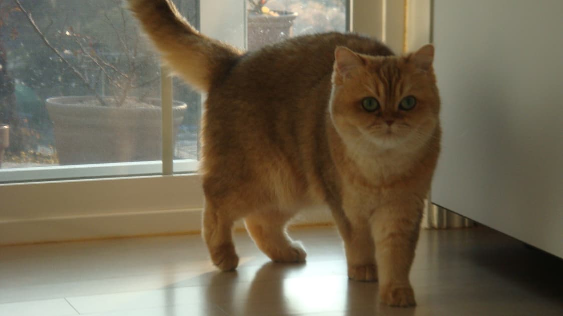 sony cyber-shot 소니 사이버샷 DSC-T70 화이트 디카 상품이미지7