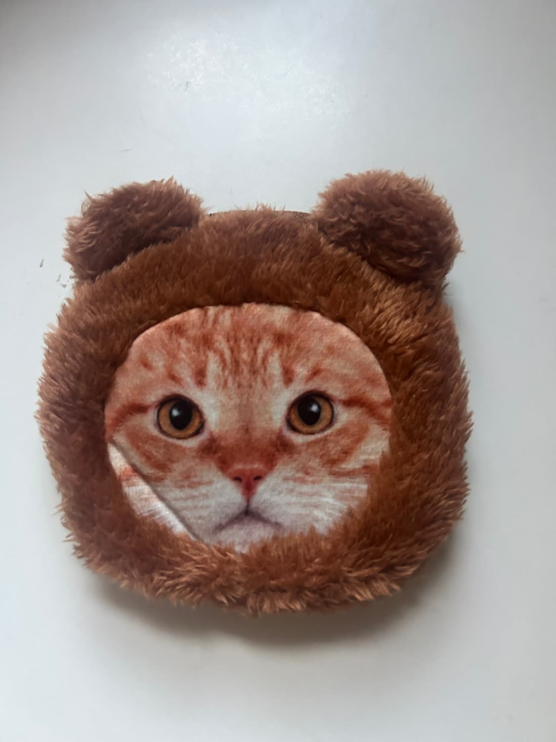 사자 고양이 카드지갑  상품이미지1