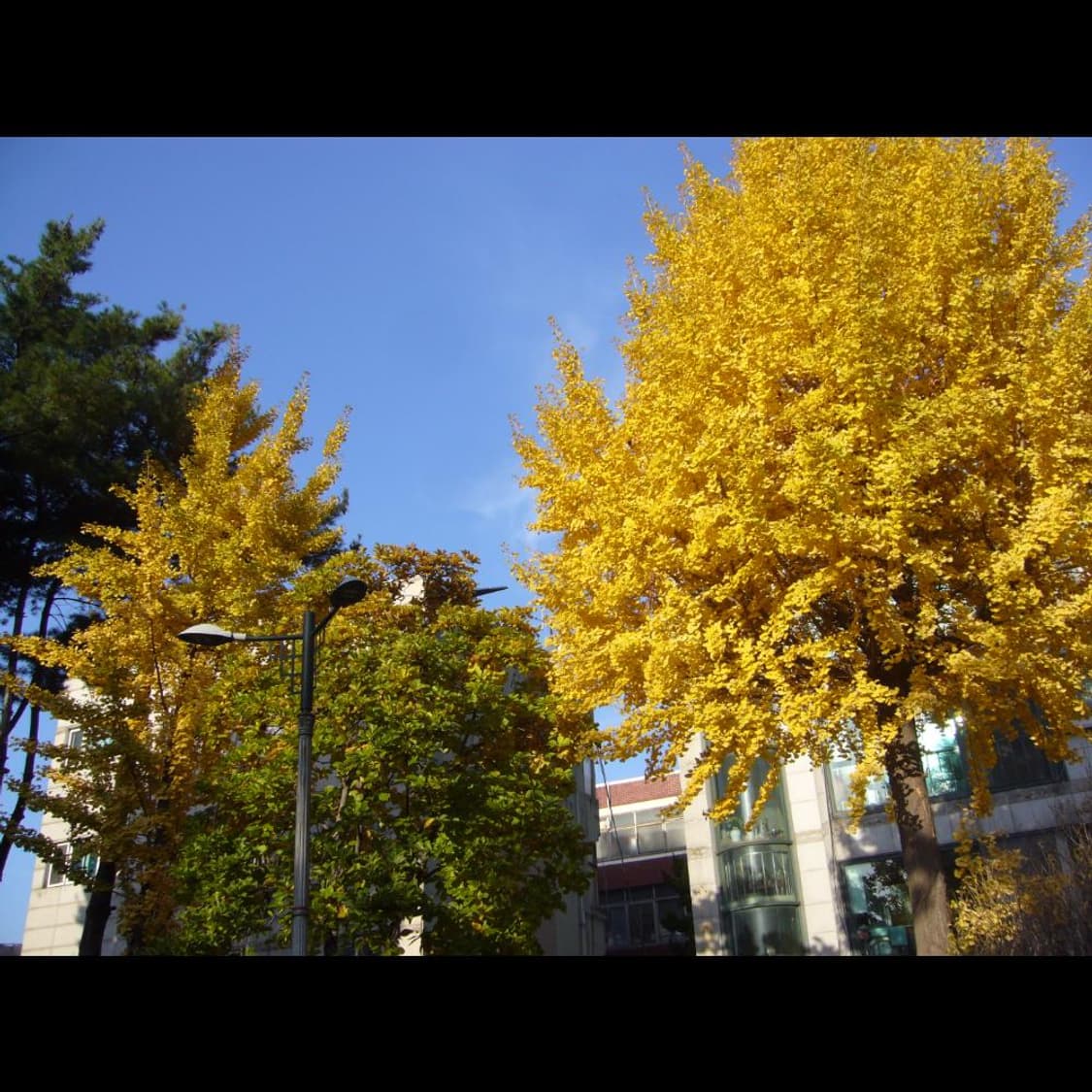 작례⭕️ 파나소닉 루믹스 DMC-FX9 상품이미지5