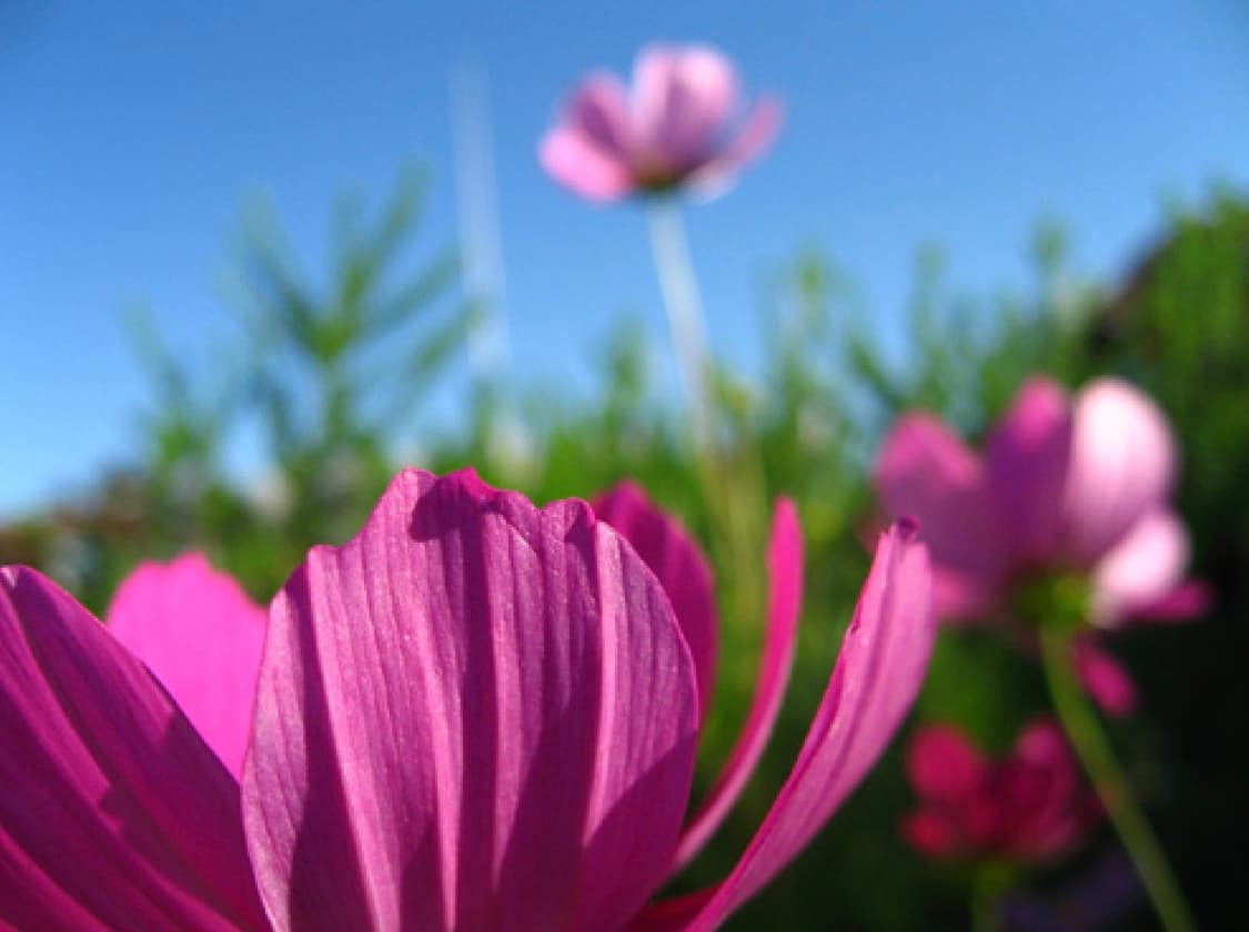 CANON IXUS 800 캐논 익서스 800 빈티지 디지털카메라 디카 상품이미지6