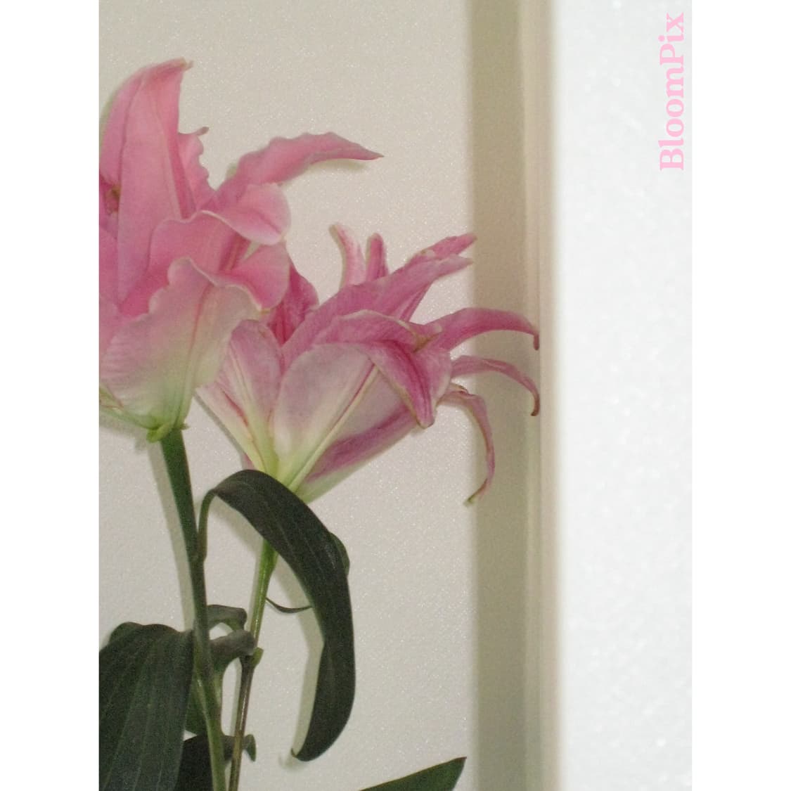 [인플루언서pick/풀구성] 캐논 IXY900/IXUS850 상품이미지2