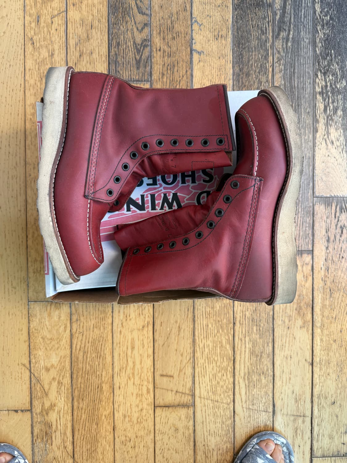 레드윙 아이리쉬세터 상품이미지2