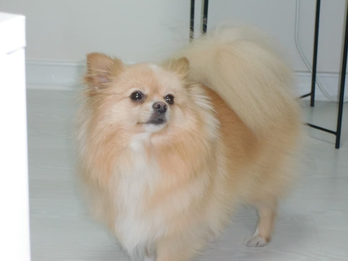 극미품 메이크업모드) 카시오 엑슬림 Z450 핑크 (카시오 Z40모 상품이미지9