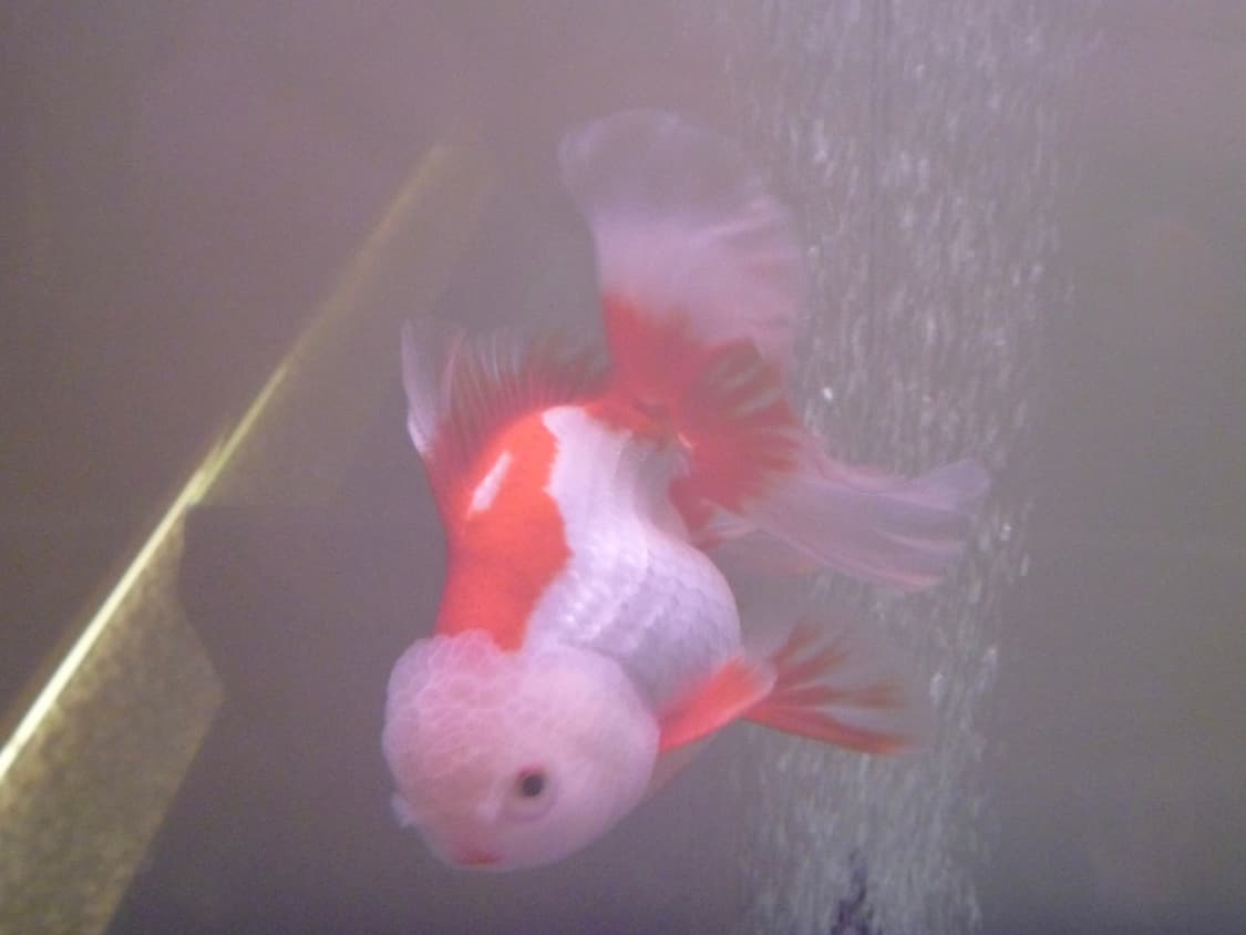 작례 O) 파나소닉 루믹스 Panasonic Lumix FP1 상품이미지5