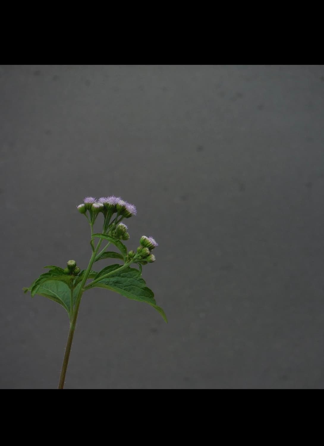 후지필름 xp60 디지털카메라 상품이미지8