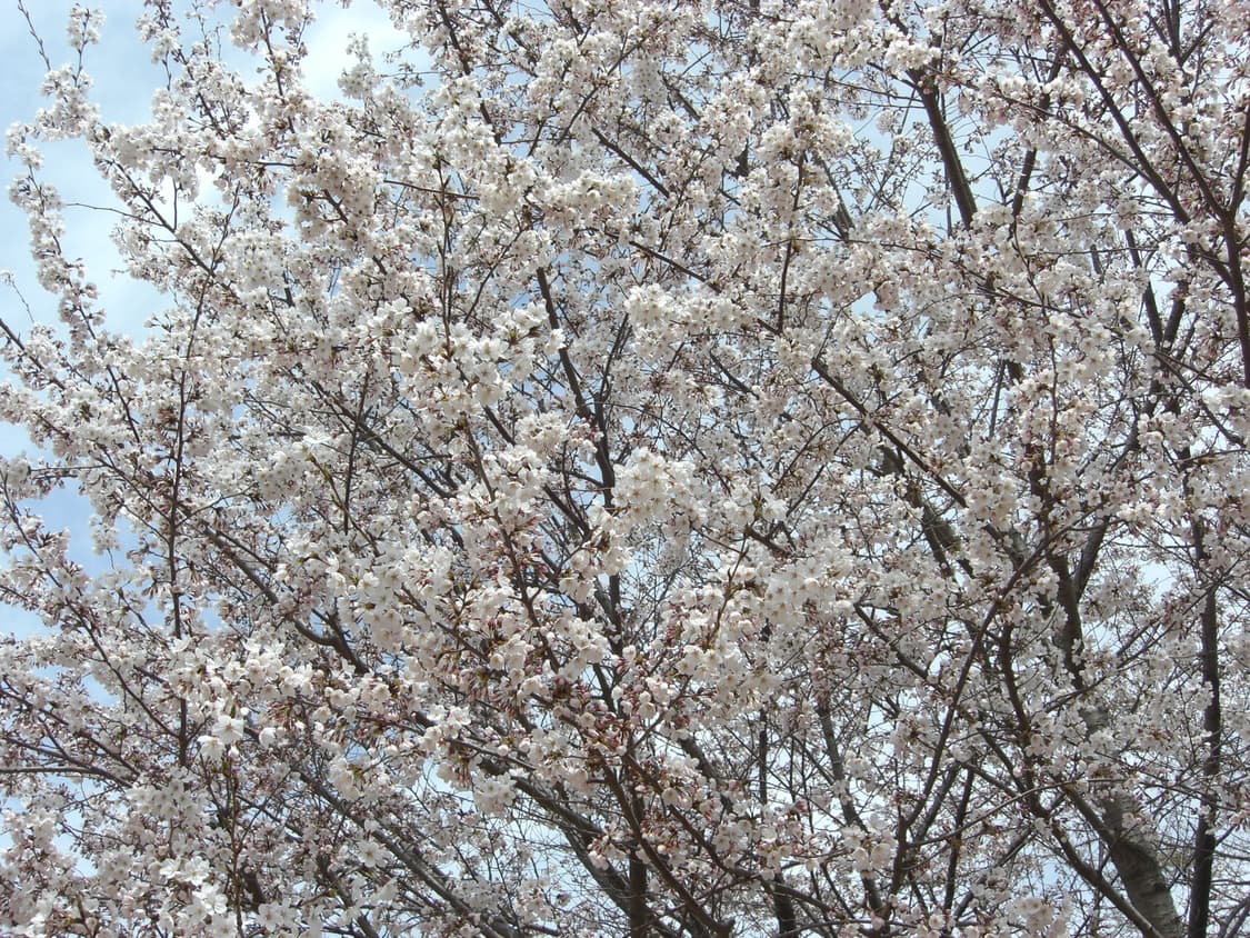 [판매] 카시오 엑슬림 z1080 (검정색) (작례O) 상품이미지6