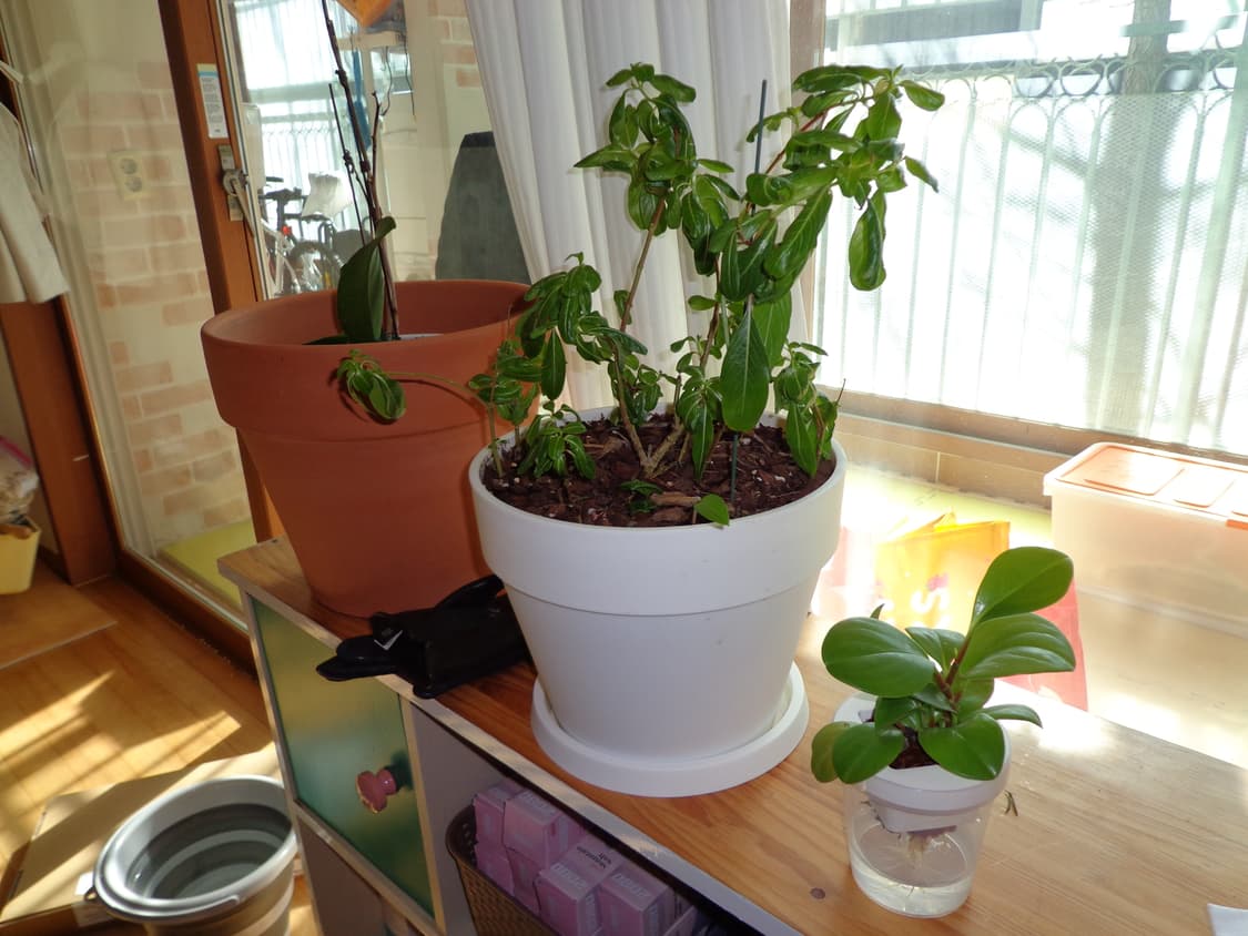 소니 사이버샷 디지털 카메라 상품이미지9