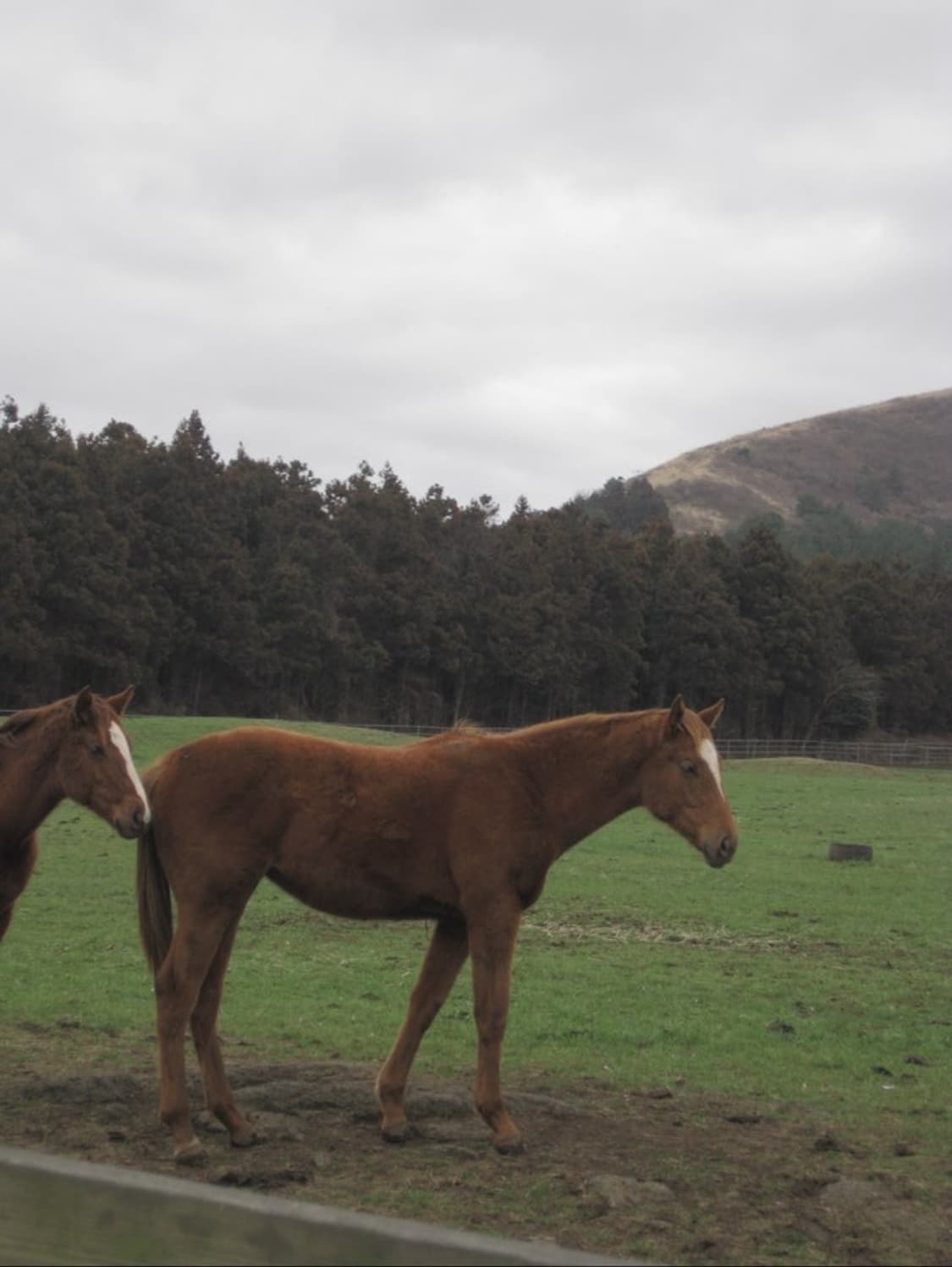 작례포함) 캐논 익서스70 ixus70 상품이미지4