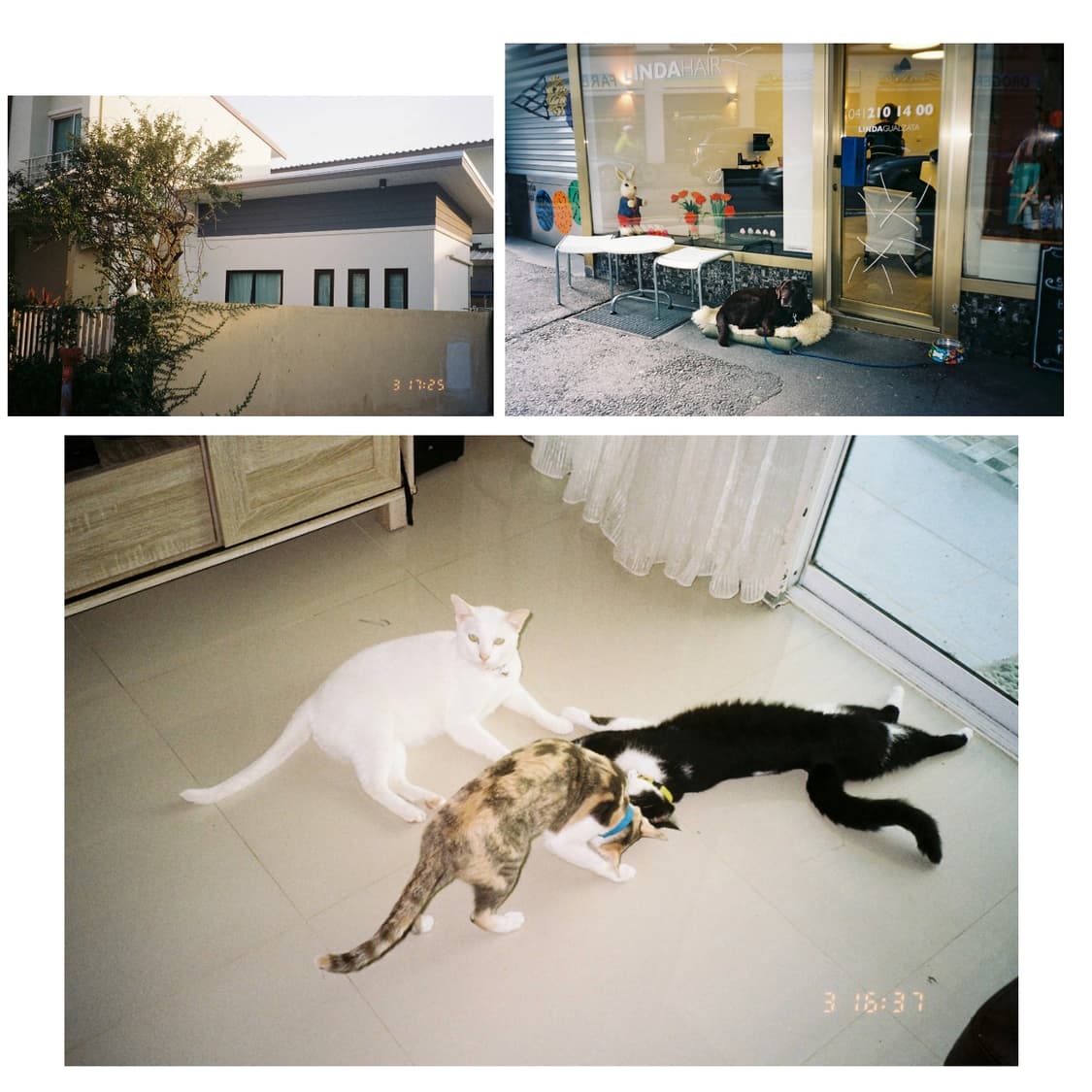 필름카메라 에스피오 p( 작례 0) 상품이미지3