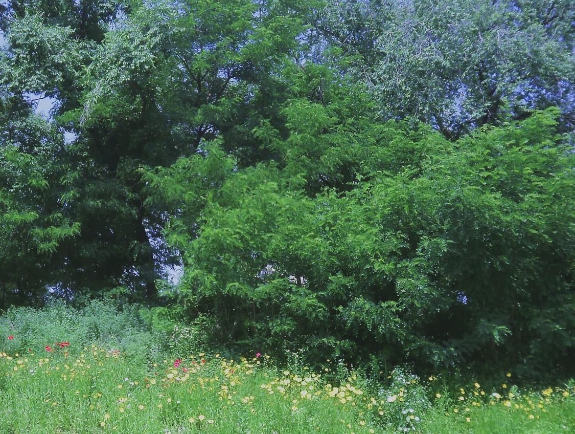 올림푸스 X-920 디지털 카메라 상품이미지5