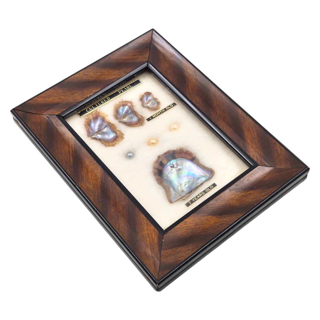 60s 이세시마 엔틱 진주 표본 우드 액자 상품이미지4