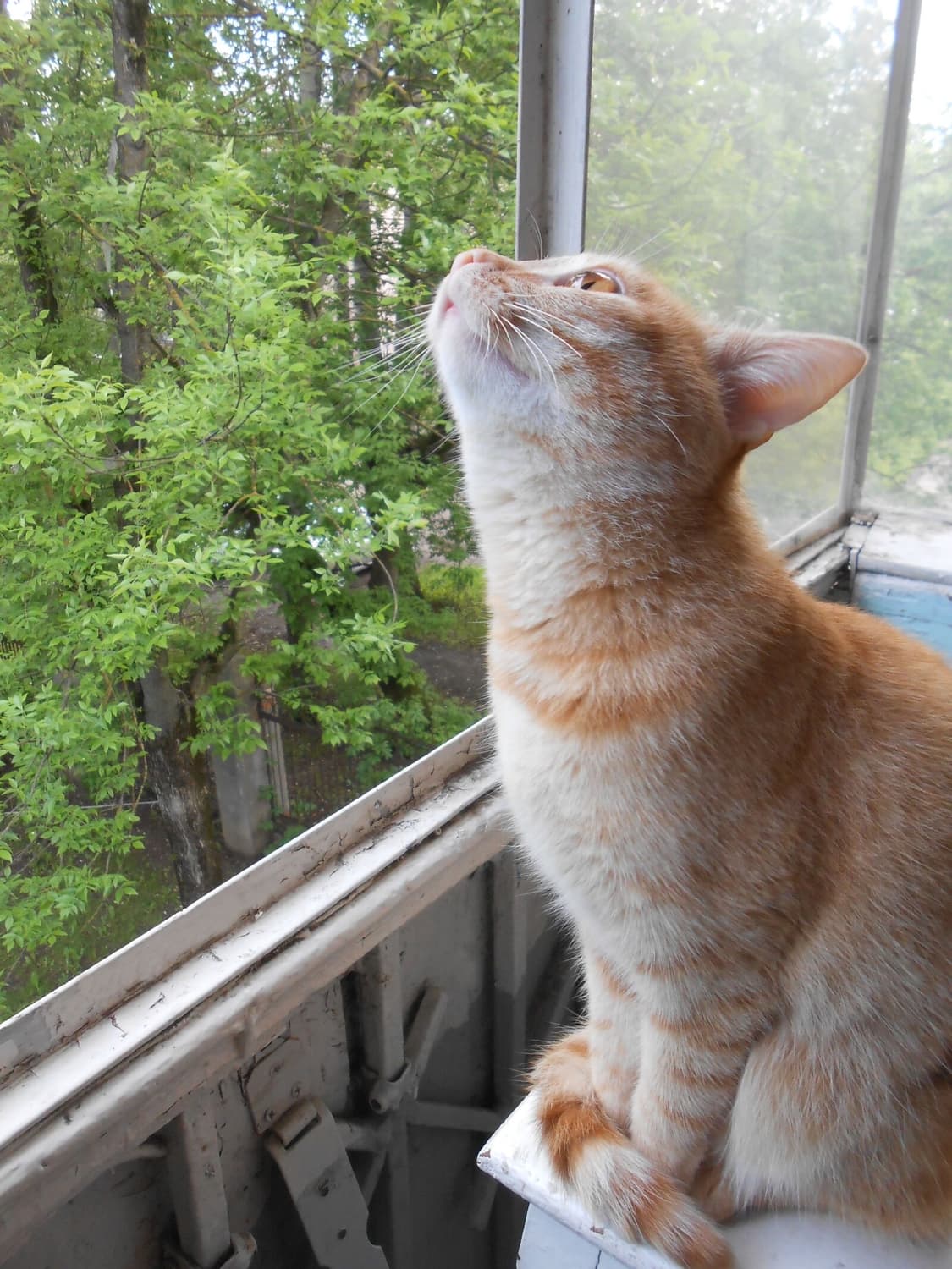 니콘 쿨픽스 s3300 빈티지 디지털 카메라 디카 상품이미지10