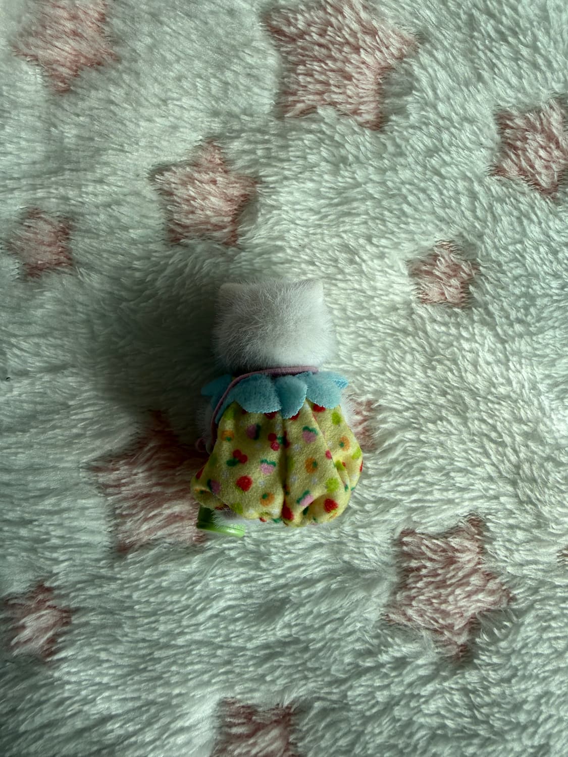 실바니안 고양이 상품이미지2