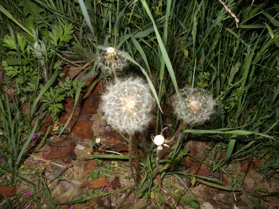 📸 니콘 쿨픽스 L23 레드(sd카드포함 즉시사용) 상품이미지9