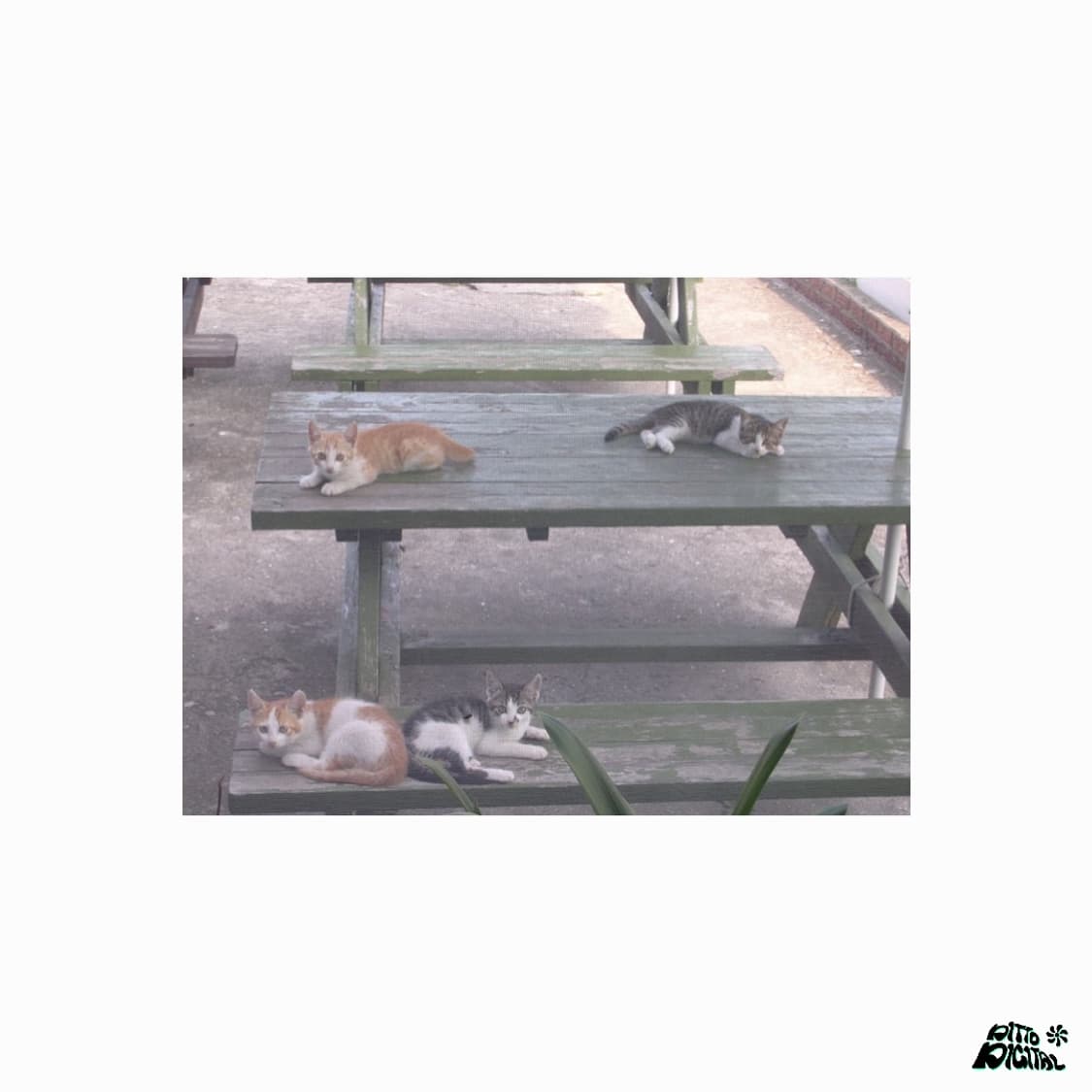 Nikon Coolpix 3200 디카 상품이미지6