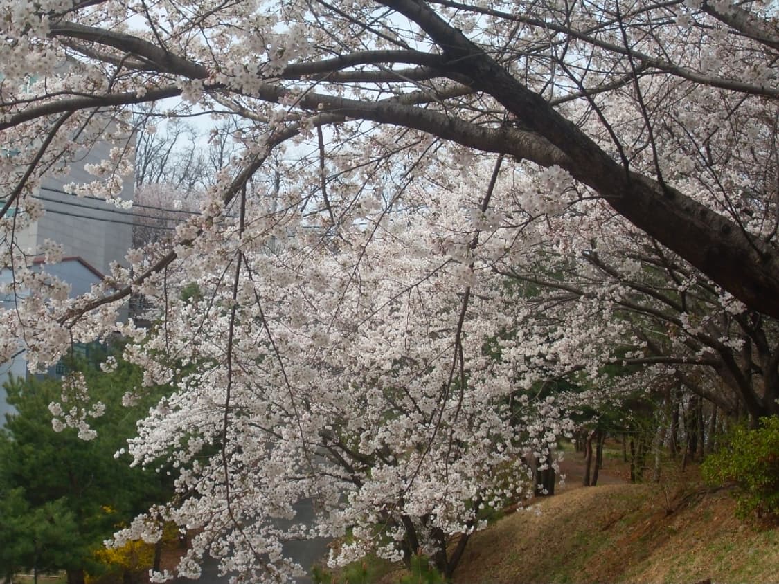 작례o) 삼성 vluu l100 디카 상품이미지2