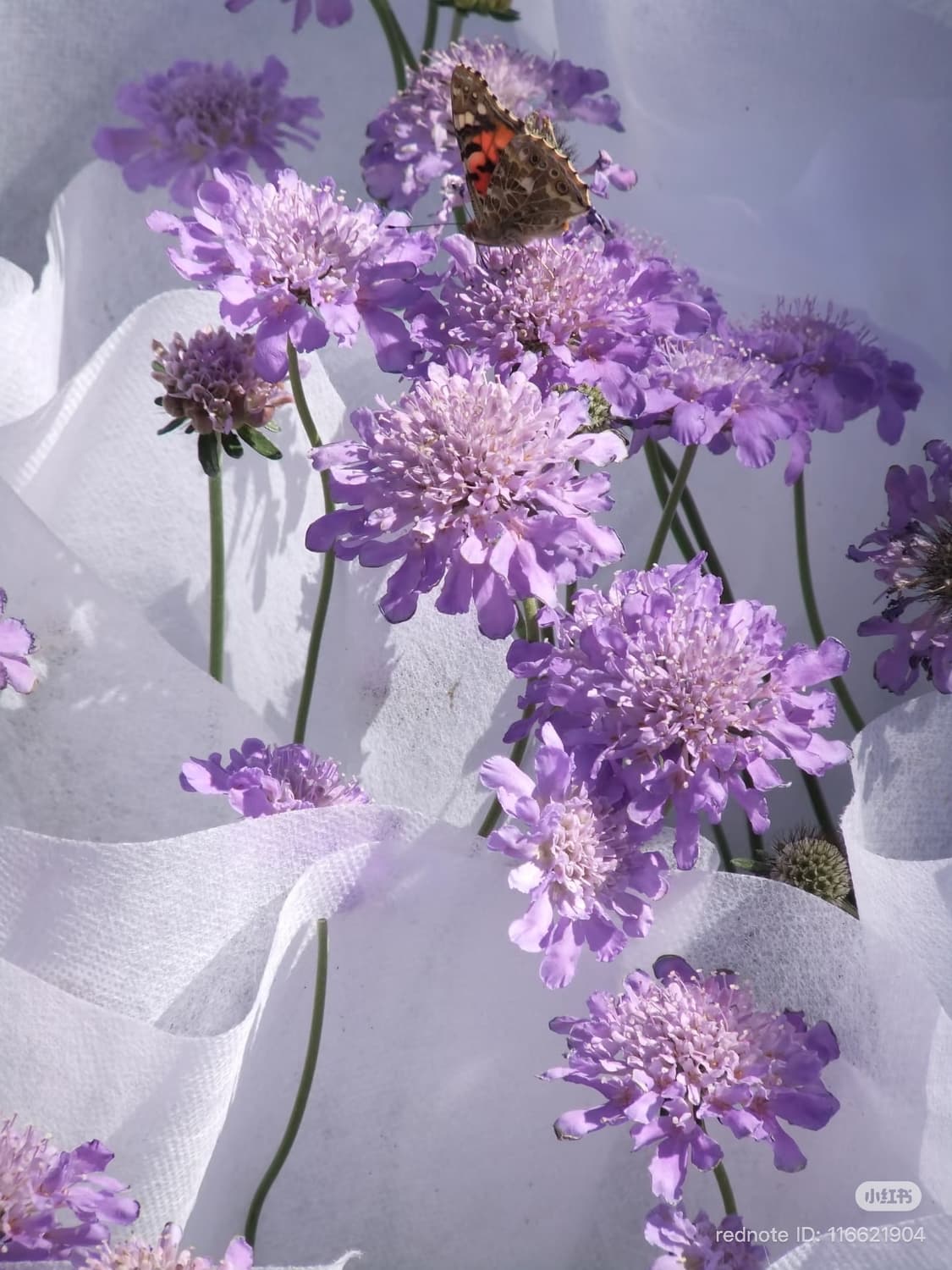 원희픽, 작례🪽후지필름 파인픽스 F80 EXR 상품이미지10