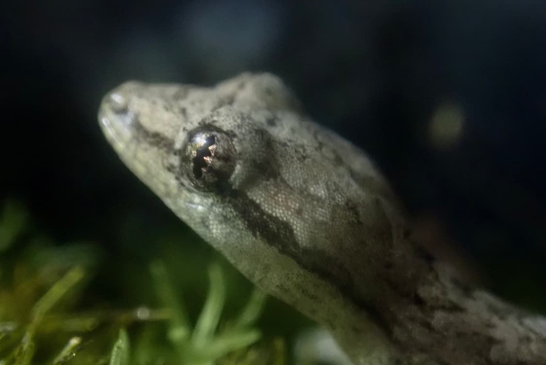 올림푸스 tg5 상품이미지5