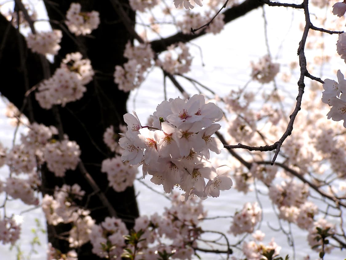 (작례O) Olympus 올림푸스 카메디아 C-740 디지털줌 상품이미지8