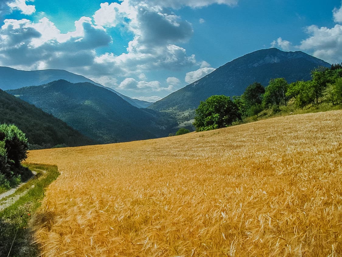 작례O 미개봉 새상품 수집용 올림푸스 c990 zoom 디지털카메라 디카 상품이미지3